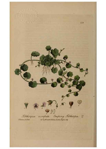 Reproducción/Reproduction 28917951152: British phaenogamous botany,. Oxford,Published by the author, sold by J.H. Parker [etc.]1834-43.