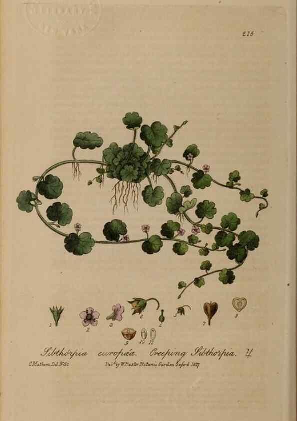 Reproducción/Reproduction 28917951152: British phaenogamous botany,. Oxford,Published by the author, sold by J.H. Parker [etc.]1834-43.