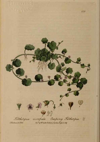 Reproducción/Reproduction 28917951152: British phaenogamous botany,. Oxford,Published by the author, sold by J.H. Parker [etc.]1834-43.