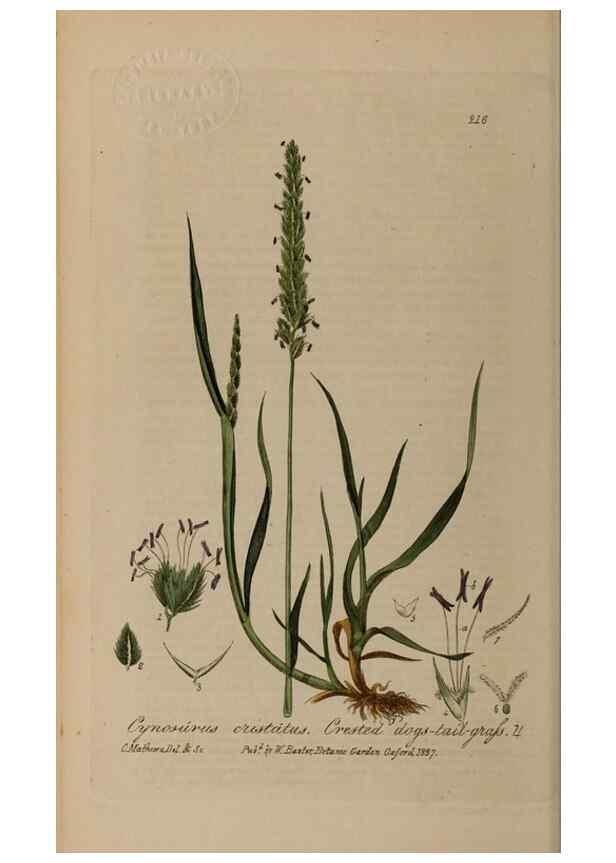Reproducción/Reproduction 28917955612: British phaenogamous botany,. Oxford,Published by the author, sold by J.H. Parker [etc.]1834-43.