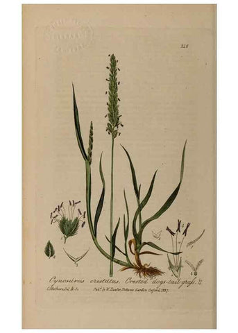Reproducción/Reproduction 28917955612: British phaenogamous botany,. Oxford,Published by the author, sold by J.H. Parker [etc.]1834-43.