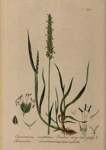 Reproducción/Reproduction 28917955612: British phaenogamous botany,. Oxford,Published by the author, sold by J.H. Parker [etc.]1834-43.