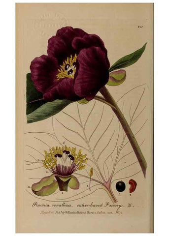 Reproducción/Reproduction 28402623984: British phaenogamous botany,. Oxford,Published by the author, sold by J.H. Parker [etc.]1834-43.
