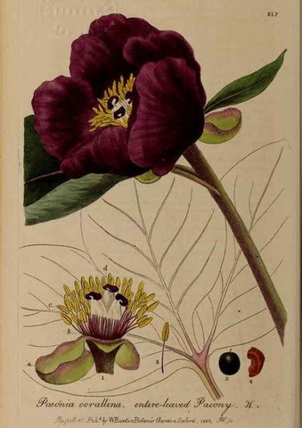 Reproducción/Reproduction 28402623984: British phaenogamous botany,. Oxford,Published by the author, sold by J.H. Parker [etc.]1834-43.