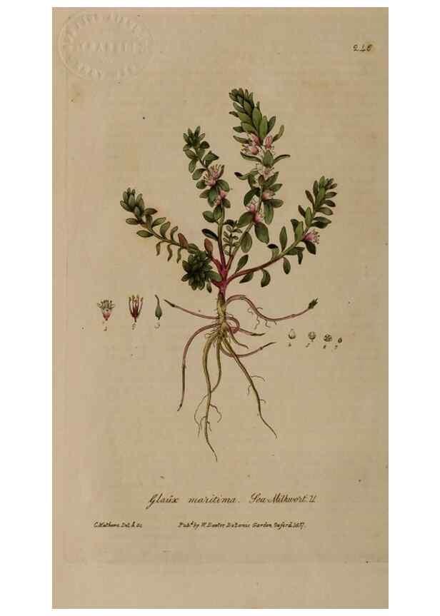 Reproducción/Reproduction 28992435186: British phaenogamous botany,. Oxford,Published by the author, sold by J.H. Parker [etc.]1834-43.