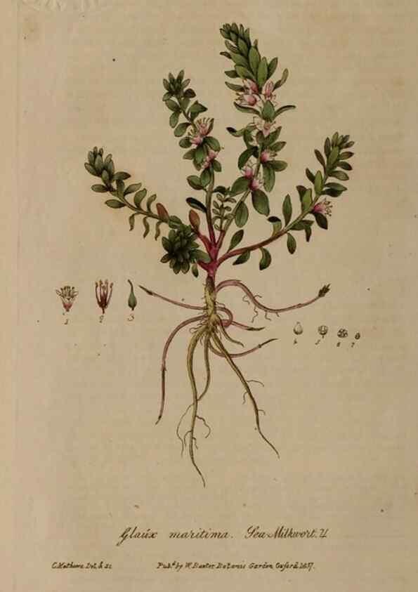 Reproducción/Reproduction 28992435186: British phaenogamous botany,. Oxford,Published by the author, sold by J.H. Parker [etc.]1834-43.