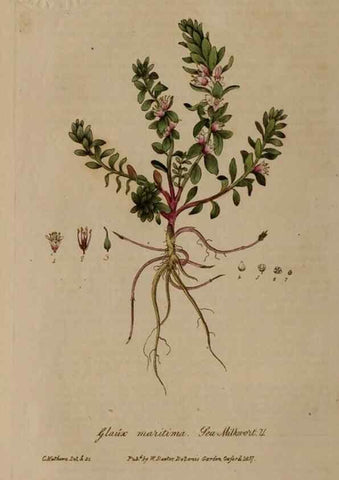 Reproducción/Reproduction 28992435186: British phaenogamous botany,. Oxford,Published by the author, sold by J.H. Parker [etc.]1834-43.