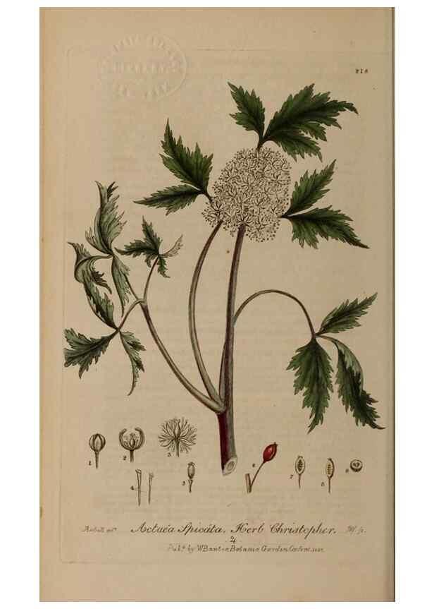 Reproducción/Reproduction 28990204176: British phaenogamous botany,. Oxford,Published by the author, sold by J.H. Parker [etc.]1834-43.