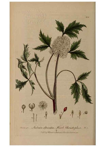 Reproducción/Reproduction 28990204176: British phaenogamous botany,. Oxford,Published by the author, sold by J.H. Parker [etc.]1834-43.