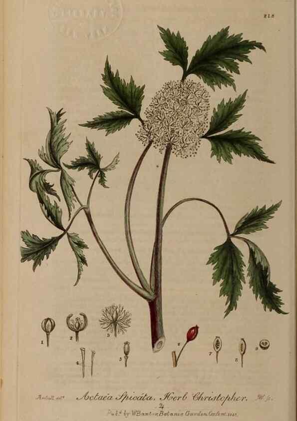 Reproducción/Reproduction 28990204176: British phaenogamous botany,. Oxford,Published by the author, sold by J.H. Parker [etc.]1834-43.