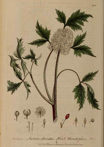 Reproducción/Reproduction 28990204176: British phaenogamous botany,. Oxford,Published by the author, sold by J.H. Parker [etc.]1834-43.