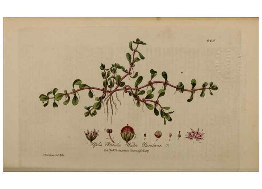 Reproducción/Reproduction 28402632814: British phaenogamous botany,. Oxford,Published by the author, sold by J.H. Parker [etc.]1834-43.