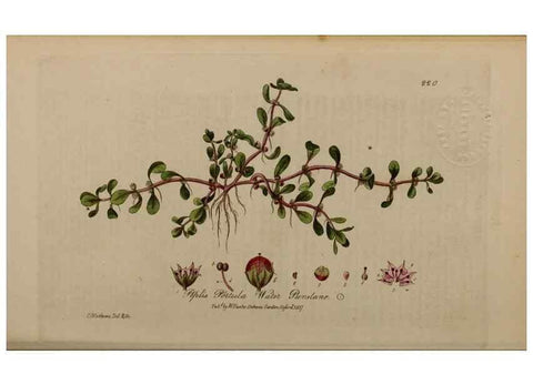 Reproducción/Reproduction 28402632814: British phaenogamous botany,. Oxford,Published by the author, sold by J.H. Parker [etc.]1834-43.