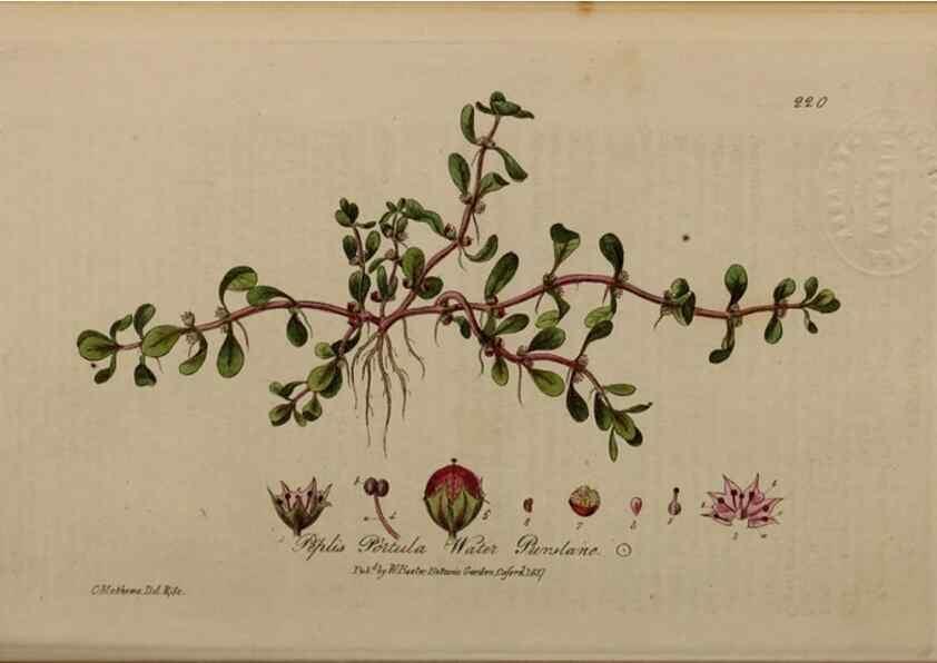 Reproducción/Reproduction 28402632814: British phaenogamous botany,. Oxford,Published by the author, sold by J.H. Parker [etc.]1834-43.