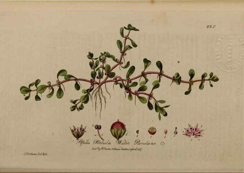 Reproducción/Reproduction 28402632814: British phaenogamous botany,. Oxford,Published by the author, sold by J.H. Parker [etc.]1834-43.