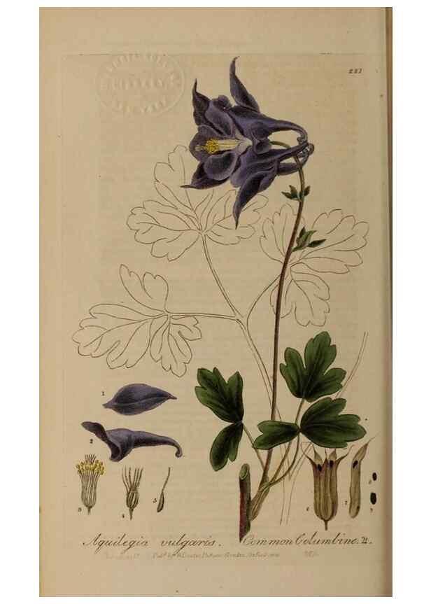 Reproducción/Reproduction 28405608013: British phaenogamous botany,. Oxford,Published by the author, sold by J.H. Parker [etc.]1834-43.