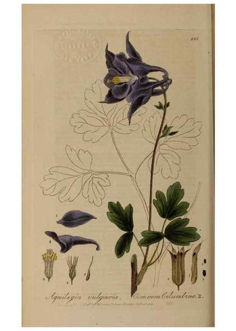 Reproducción/Reproduction 28405608013: British phaenogamous botany,. Oxford,Published by the author, sold by J.H. Parker [etc.]1834-43.
