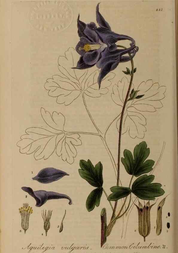 Reproducción/Reproduction 28405608013: British phaenogamous botany,. Oxford,Published by the author, sold by J.H. Parker [etc.]1834-43.
