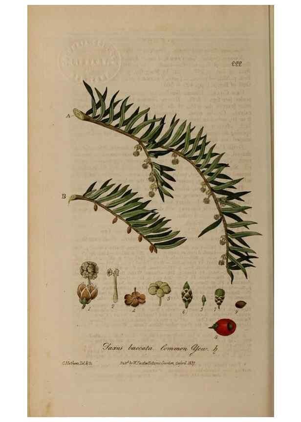 Reproducción/Reproduction 28402642824: British phaenogamous botany,. Oxford,Published by the author, sold by J.H. Parker [etc.]1834-43.