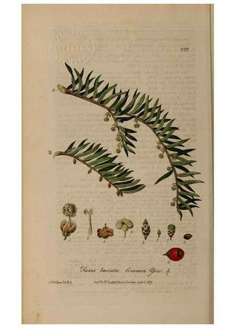 Reproducción/Reproduction 28402642824: British phaenogamous botany,. Oxford,Published by the author, sold by J.H. Parker [etc.]1834-43.