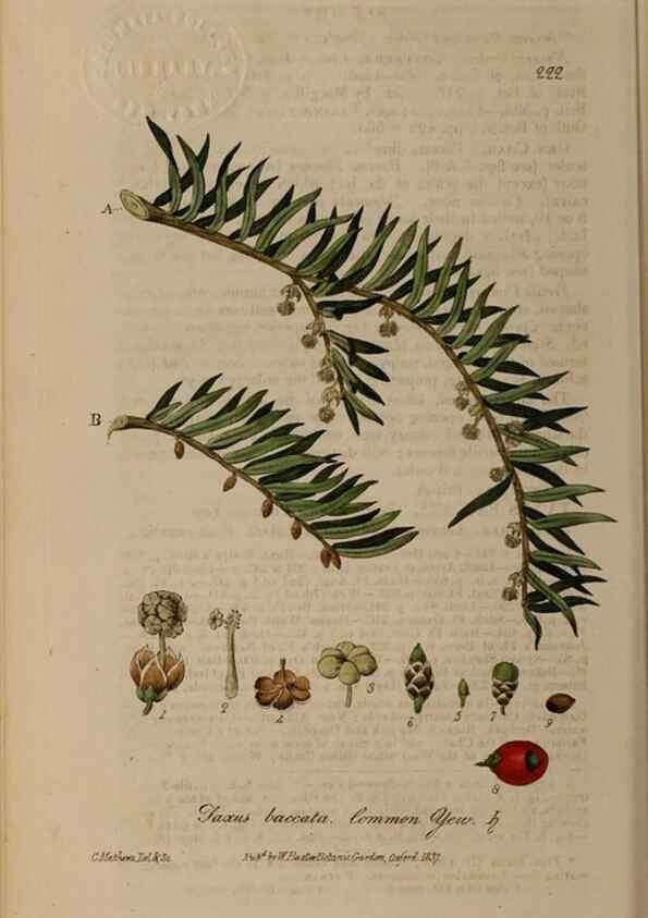 Reproducción/Reproduction 28402642824: British phaenogamous botany,. Oxford,Published by the author, sold by J.H. Parker [etc.]1834-43.
