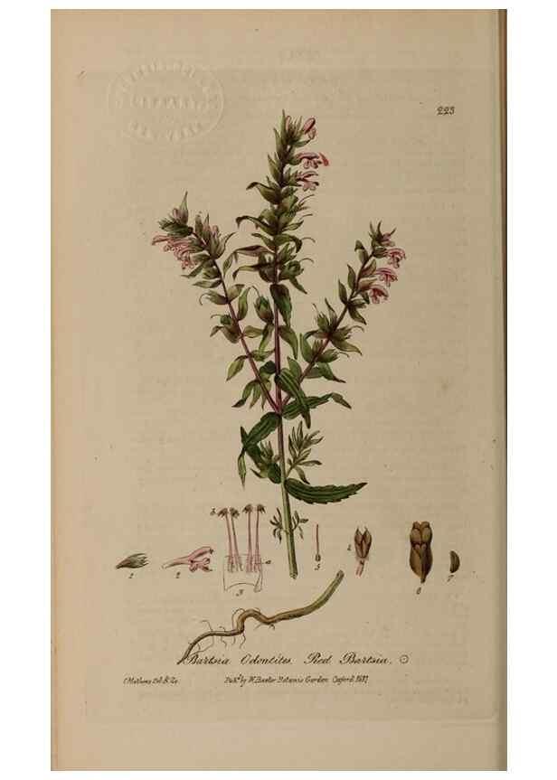 Reproducción/Reproduction 28990215306: British phaenogamous botany,. Oxford,Published by the author, sold by J.H. Parker [etc.]1834-43.
