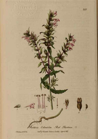 Reproducción/Reproduction 28990215306: British phaenogamous botany,. Oxford,Published by the author, sold by J.H. Parker [etc.]1834-43.