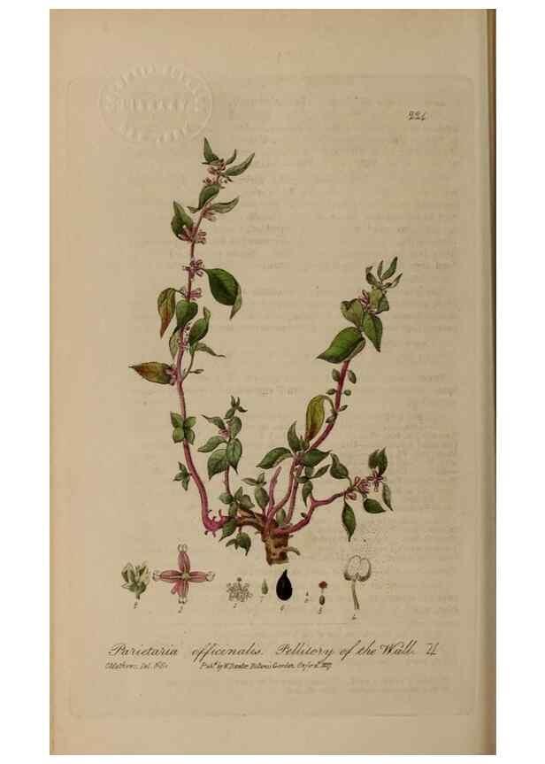 Reproducción/Reproduction 28917982822: British phaenogamous botany,. Oxford,Published by the author, sold by J.H. Parker [etc.]1834-43.