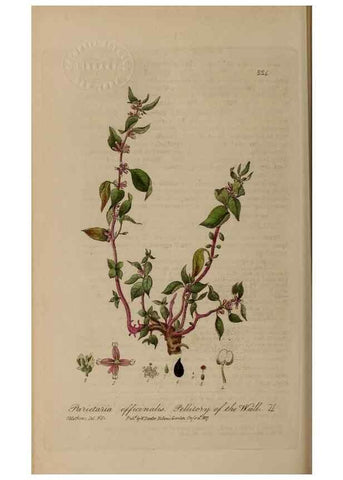 Reproducción/Reproduction 28917982822: British phaenogamous botany,. Oxford,Published by the author, sold by J.H. Parker [etc.]1834-43.