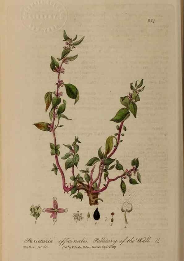 Reproducción/Reproduction 28917982822: British phaenogamous botany,. Oxford,Published by the author, sold by J.H. Parker [etc.]1834-43.