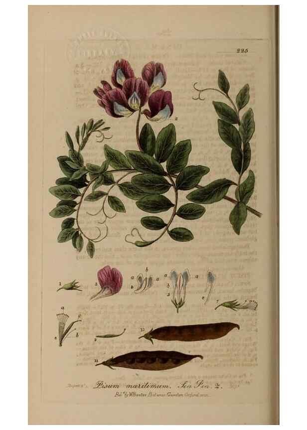 Reproducción/Reproduction 28736724850: British phaenogamous botany,. Oxford,Published by the author, sold by J.H. Parker [etc.]1834-43.