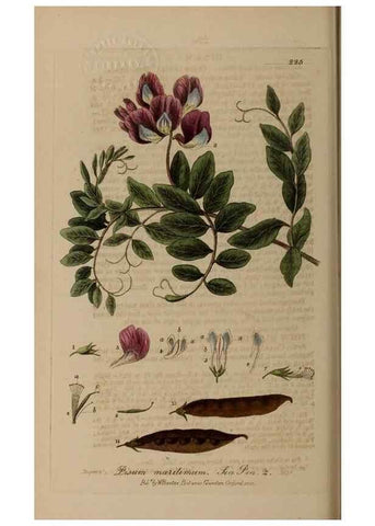 Reproducción/Reproduction 28736724850: British phaenogamous botany,. Oxford,Published by the author, sold by J.H. Parker [etc.]1834-43.