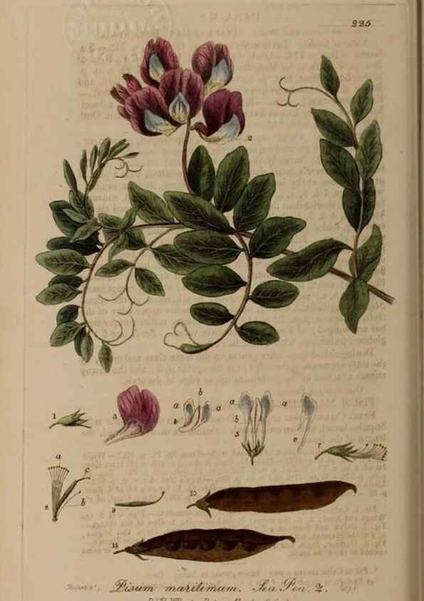 Reproducción/Reproduction 28736724850: British phaenogamous botany,. Oxford,Published by the author, sold by J.H. Parker [etc.]1834-43.