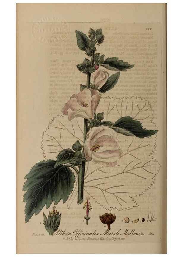 Reproducción/Reproduction 28946984941: British phaenogamous botany,. Oxford,Published by the author, sold by J.H. Parker [etc.]1834-43.