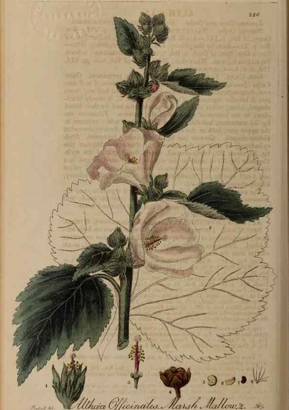 Reproducción/Reproduction 28946984941: British phaenogamous botany,. Oxford,Published by the author, sold by J.H. Parker [etc.]1834-43.