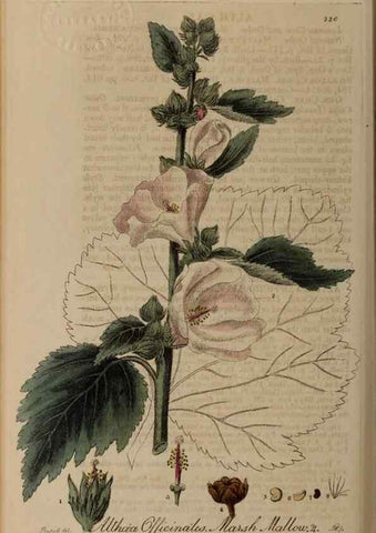 Reproducción/Reproduction 28946984941: British phaenogamous botany,. Oxford,Published by the author, sold by J.H. Parker [etc.]1834-43.