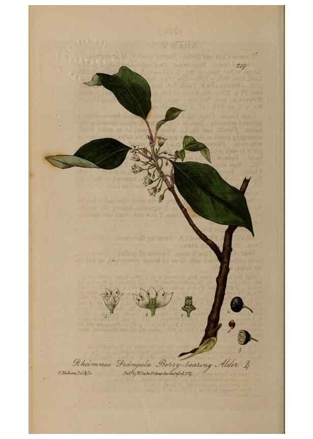 Reproducción/Reproduction 28917970462: British phaenogamous botany,. Oxford,Published by the author, sold by J.H. Parker [etc.]1834-43.