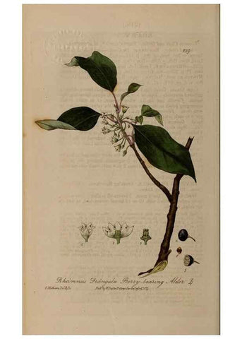 Reproducción/Reproduction 28917970462: British phaenogamous botany,. Oxford,Published by the author, sold by J.H. Parker [etc.]1834-43.