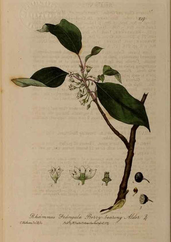 Reproducción/Reproduction 28917970462: British phaenogamous botany,. Oxford,Published by the author, sold by J.H. Parker [etc.]1834-43.