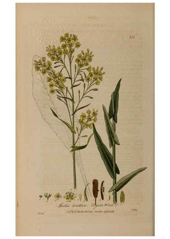 Reproducción/Reproduction 28990187996: British phaenogamous botany,. Oxford,Published by the author, sold by J.H. Parker [etc.]1834-43.