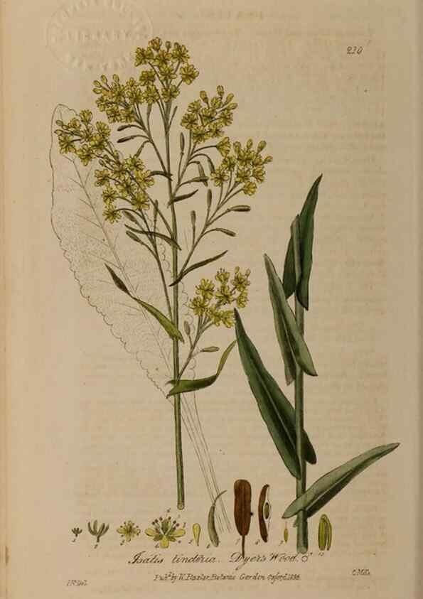 Reproducción/Reproduction 28990187996: British phaenogamous botany,. Oxford,Published by the author, sold by J.H. Parker [etc.]1834-43.