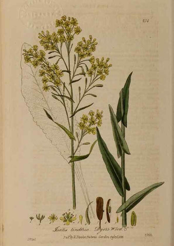 Reproducción/Reproduction 28990187996: British phaenogamous botany,. Oxford,Published by the author, sold by J.H. Parker [etc.]1834-43.