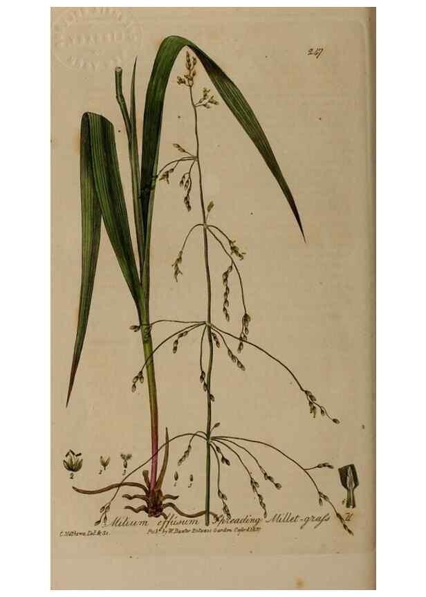 Reproducción/Reproduction 28738889110: British phaenogamous botany,. Oxford,Published by the author, sold by J.H. Parker [etc.]1834-43.