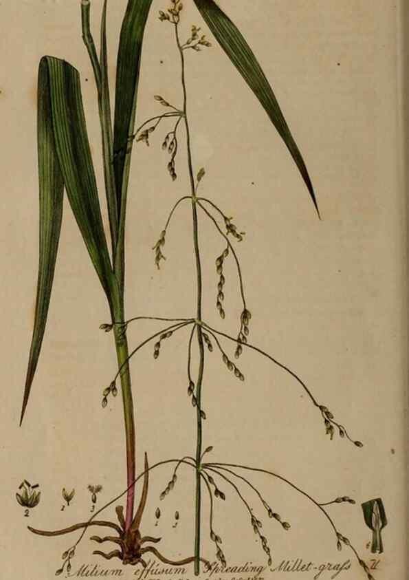 Reproducción/Reproduction 28738889110: British phaenogamous botany,. Oxford,Published by the author, sold by J.H. Parker [etc.]1834-43.