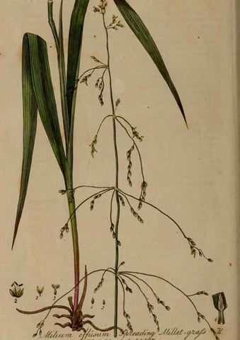 Reproducción/Reproduction 28738889110: British phaenogamous botany,. Oxford,Published by the author, sold by J.H. Parker [etc.]1834-43.