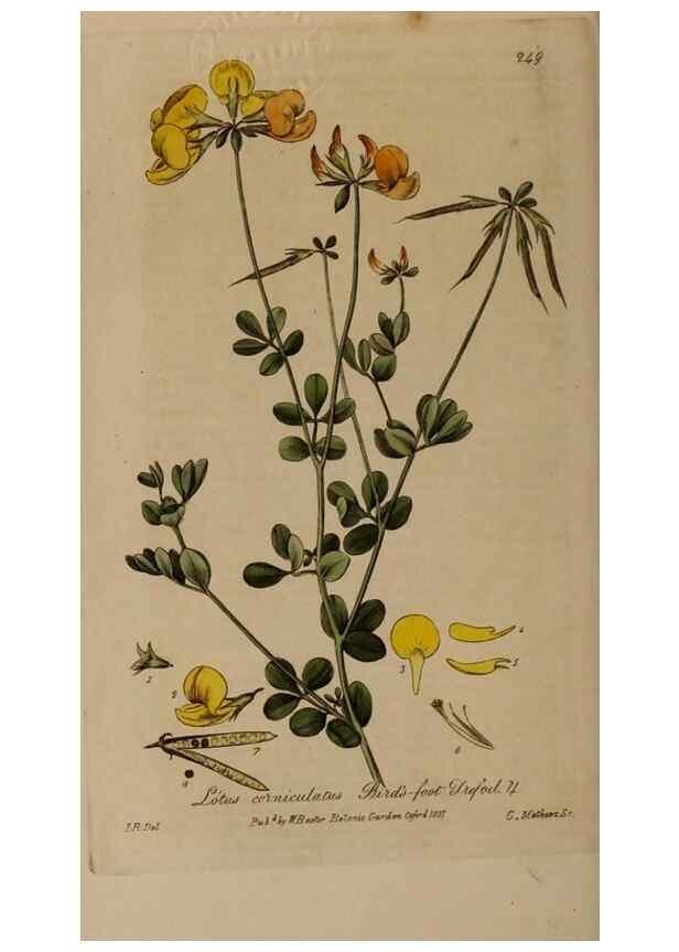 Reproducción/Reproduction 28992441666: British phaenogamous botany,. Oxford,Published by the author, sold by J.H. Parker [etc.]1834-43.