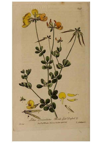 Reproducción/Reproduction 28992441666: British phaenogamous botany,. Oxford,Published by the author, sold by J.H. Parker [etc.]1834-43.