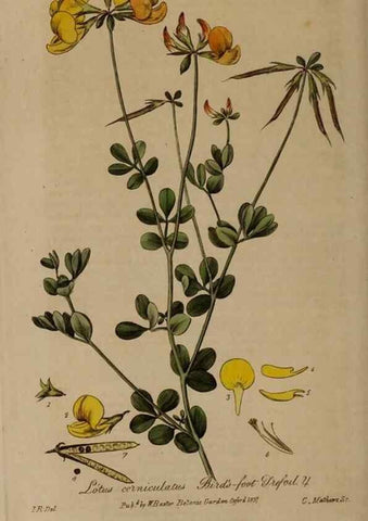 Reproducción/Reproduction 28992441666: British phaenogamous botany,. Oxford,Published by the author, sold by J.H. Parker [etc.]1834-43.