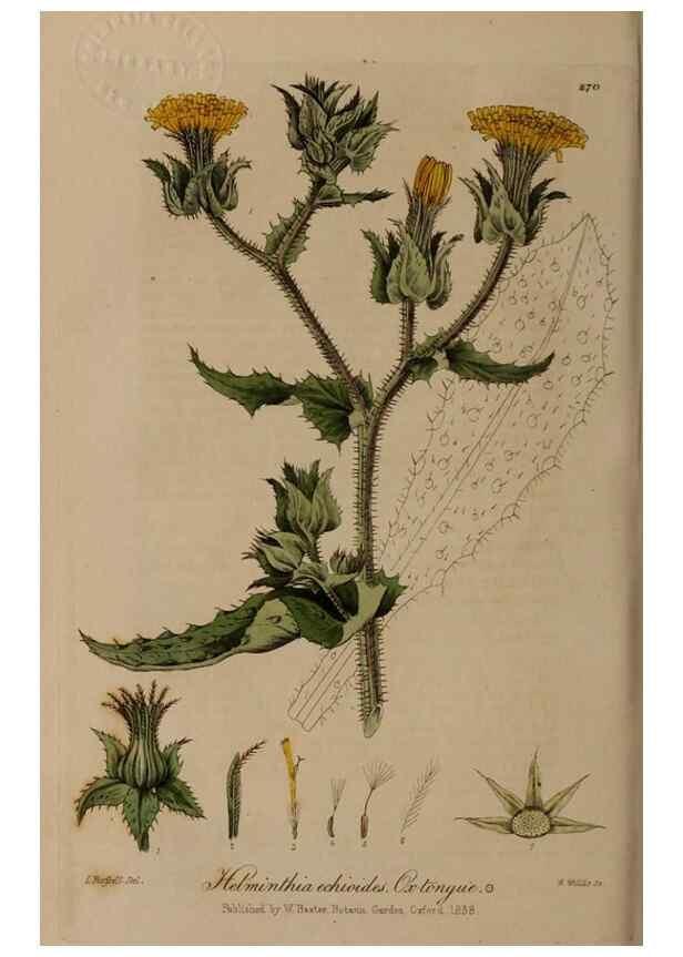 Reproducción/Reproduction 28407822633: British phaenogamous botany,. Oxford,Published by the author, sold by J.H. Parker [etc.]1834-43.