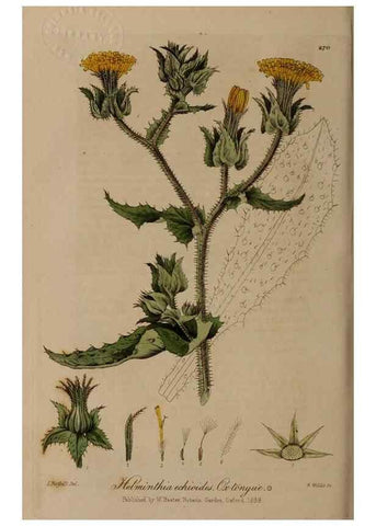 Reproducción/Reproduction 28407822633: British phaenogamous botany,. Oxford,Published by the author, sold by J.H. Parker [etc.]1834-43.